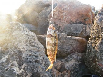 Кипр Протарос 2017г 213