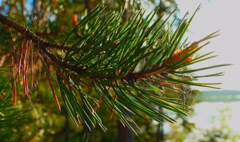 Вологодчина 2017