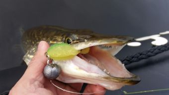 Туса 2017 осень - шнурок на поролон