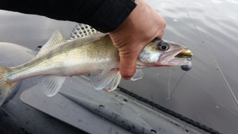 Туса 2017 осень - судачек на поролон