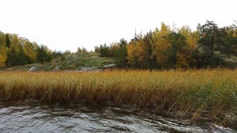 Туса 2017 осень - троста