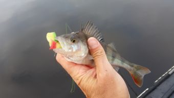 Туса 2017 осень - окунек на поролон