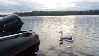 Туса 2017 осень - гусик/утка