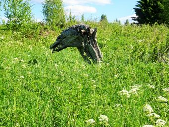 голова дракона)