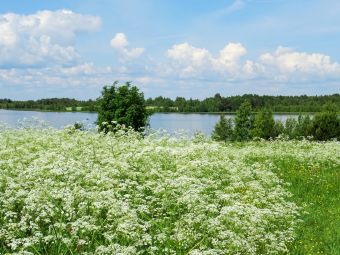 Таволга цветет