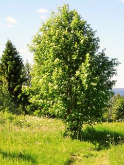 Старая деревня, на месте где были дома растут рябины
