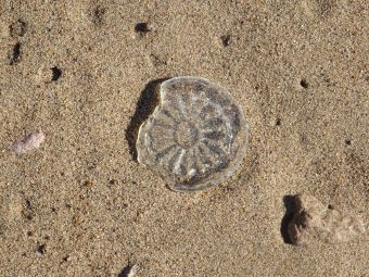 присутствие человека..