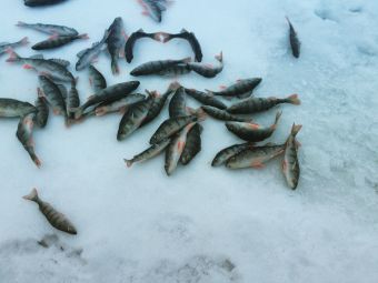 Учусь зимней блесне