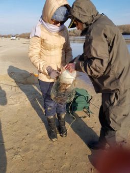 Нэ лэзэт, батьку