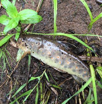 Трудовая мелочь 2