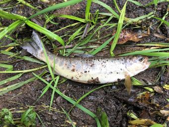 Трудовая мелочь