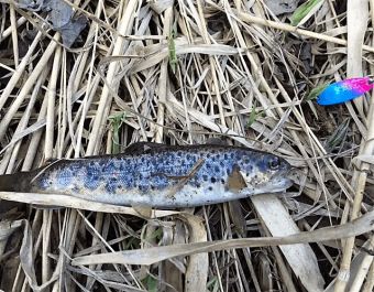 Весенняя, первая в сезоне, поэтому совсем не маленькая