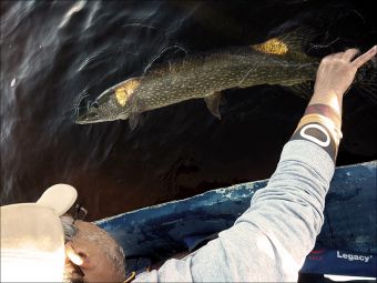 я и релиз 800