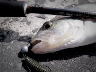 эдж и окунь 2