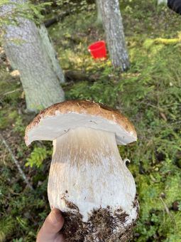 8F41EC40 3910 4389 A6CC 17F5685595C2