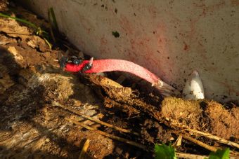 IMG 2310.JPG.b0db8fcd8da8a552e93632a6dd29909e