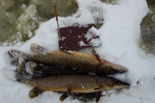 Альбом Скаута