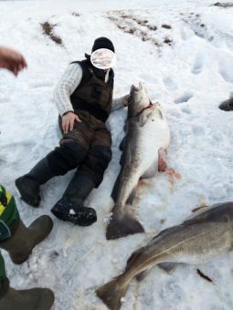 треска за 40