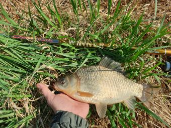 Карась 2019 Сундукуль