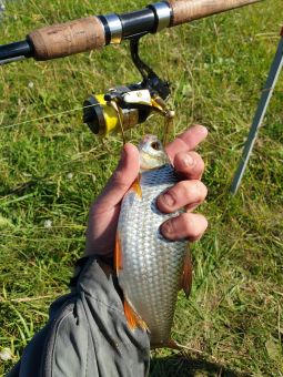 Плотвички июль 2019