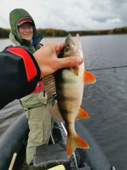 Туса 2019 осень, окунь размером с Барабулю