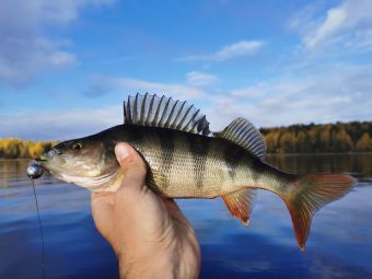 Туса 2019 осень Воскресенье, окунь летчик на 25 грамм