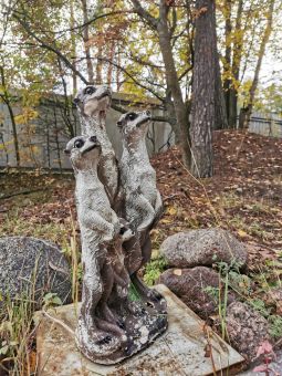 Туса 2019 осень Сурикаты