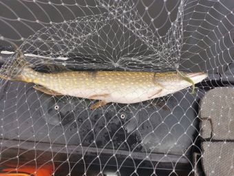 Туса 2019 осень щука 312 грамм