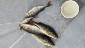 изображение viber 2019 11 03 14 56 59