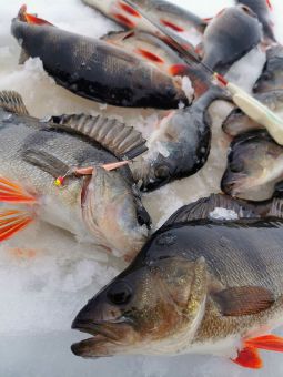 IMG 20200302 145845 resized 20200308 081052371