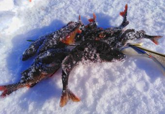 IMG 20200304 130324 01 resized 20200310 114420010