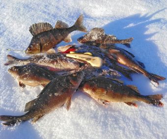 IMG 20200304 160411 01 resized 20200310 114337463