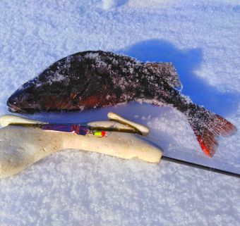 IMG 20200304 134710 01 resized 20200310 114418758