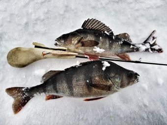 IMG 20200305 135943 01 resized 20200310 114335823