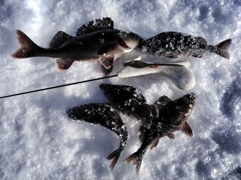 IMG 20200304 122134 01 resized 20200310 114422437