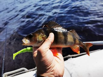 Карелия 2020 Окунек