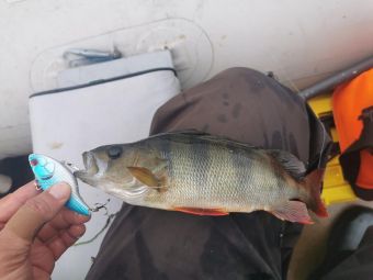 Карелия 2020 окунек