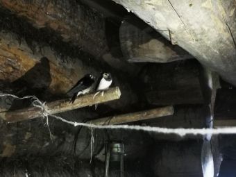 Карелия 2020 птички в доме