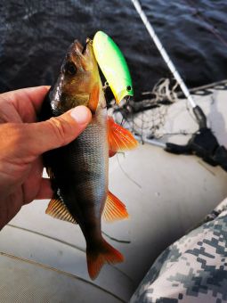 Карелия 2020 Окунек на маласик