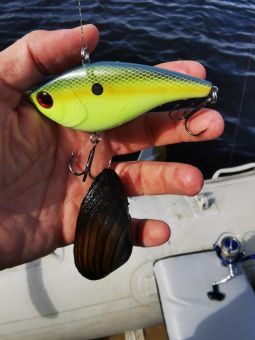 Карелия 2020 Мидия