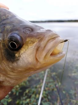 IMG 20200902 134855 01 resized 20200903 091925670