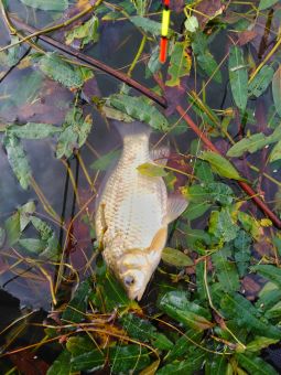 IMG 20200902 142124 01 resized 20200903 091917008