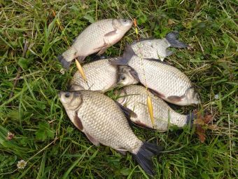 IMG 20200724 133052 resized 20200725 102710942