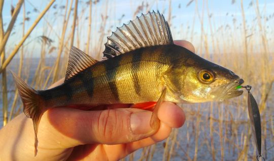 IMG 20201212 125022 01