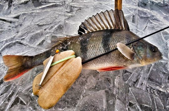 IMG 20201212 135134 01