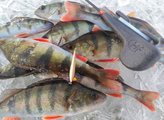 IMG 20201212 121523 02