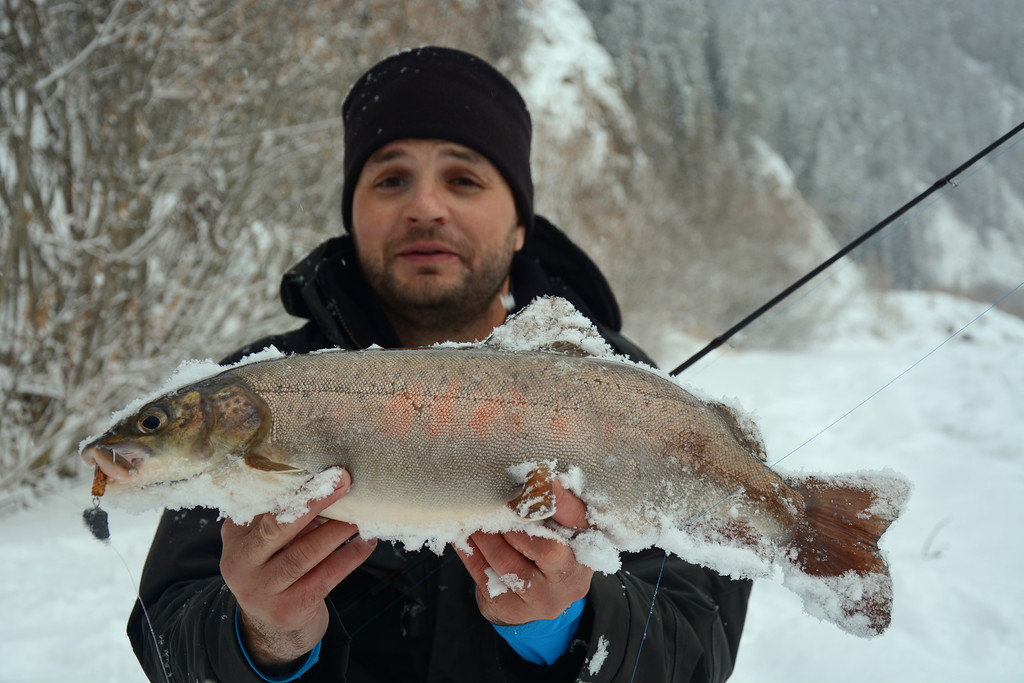 Ленок зимой. Таймень зимняя рыбалка. Ловля ленка зимой. Зимняя рыбалка на ленка. Балансир на тайменя зимой.