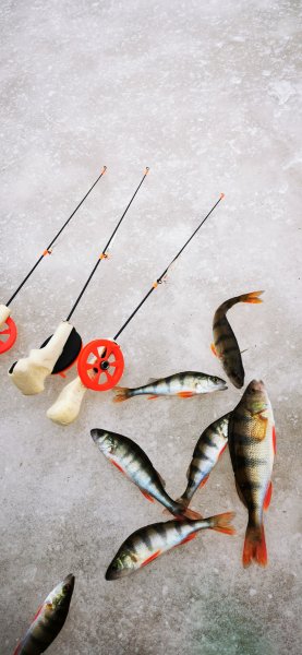 Окунечки в канале, четверг