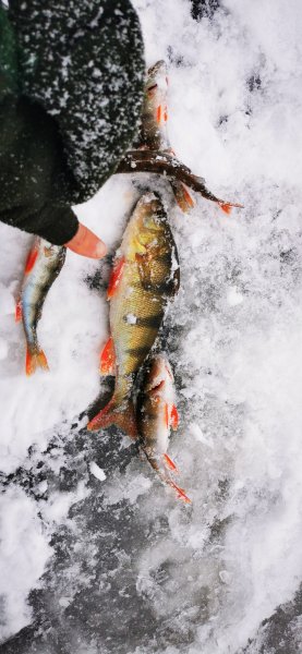 Чуть крупнее