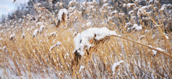 Стенка камыша